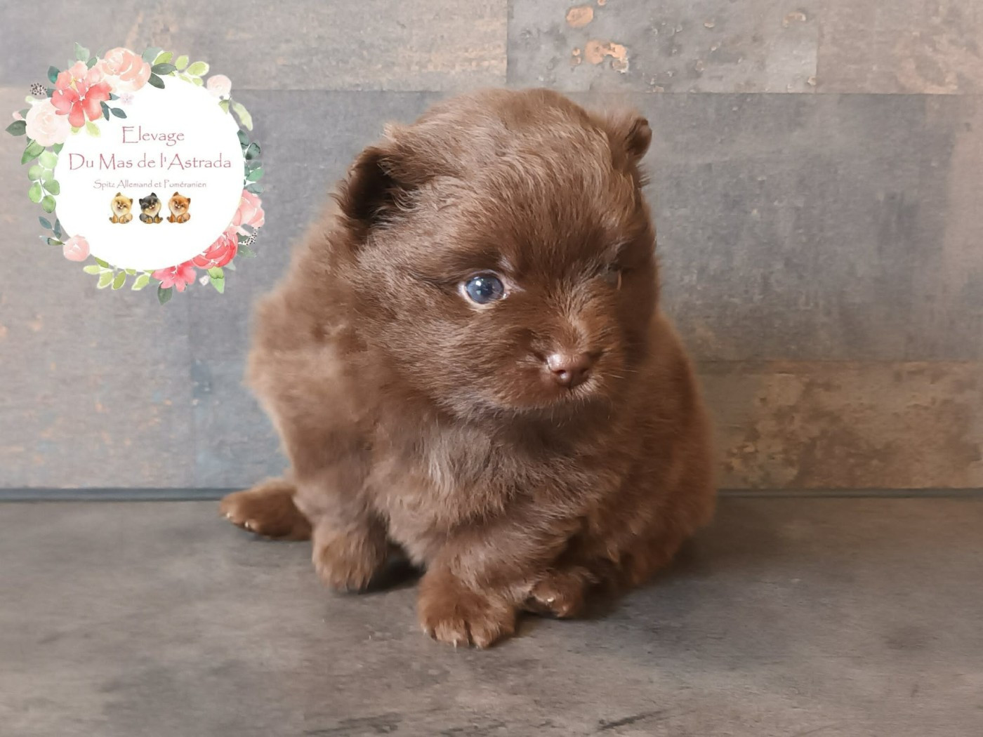 Du Mas De L'Astrada - Chiots disponibles - Spitz allemand
