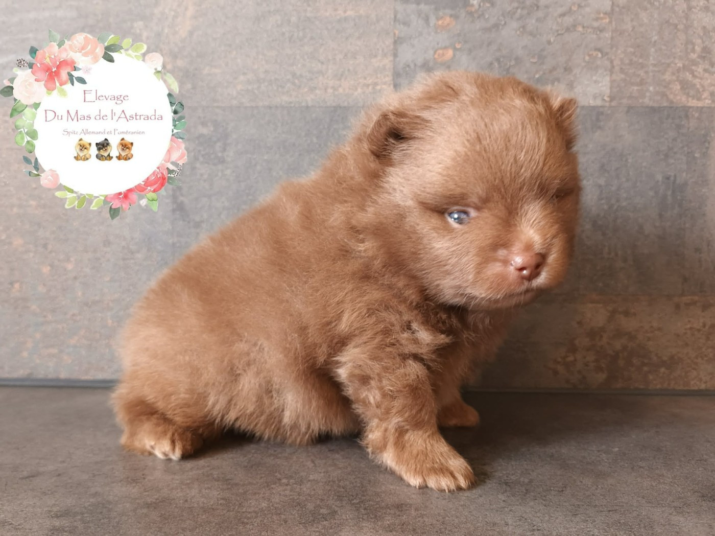 Du Mas De L'Astrada - Chiots disponibles - Spitz allemand