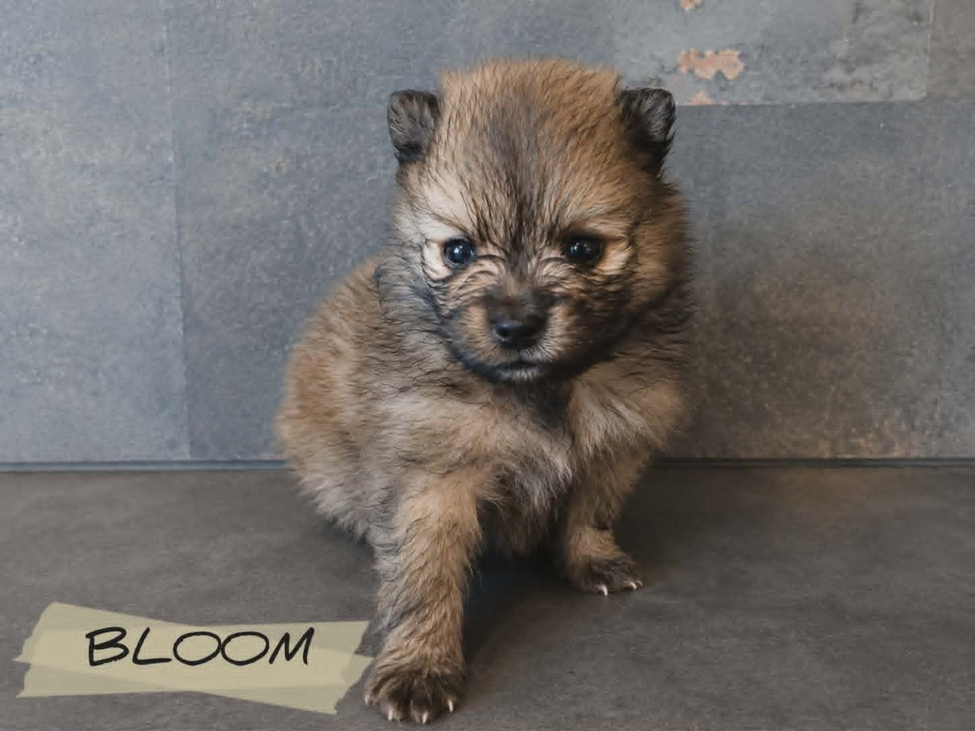 Du Mas De L'Astrada - Chiots disponibles - Spitz allemand