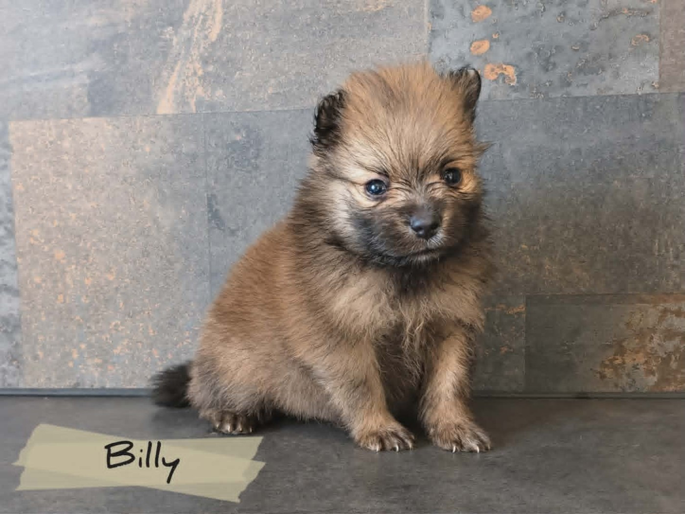 Du Mas De L'Astrada - Chiots disponibles - Spitz allemand