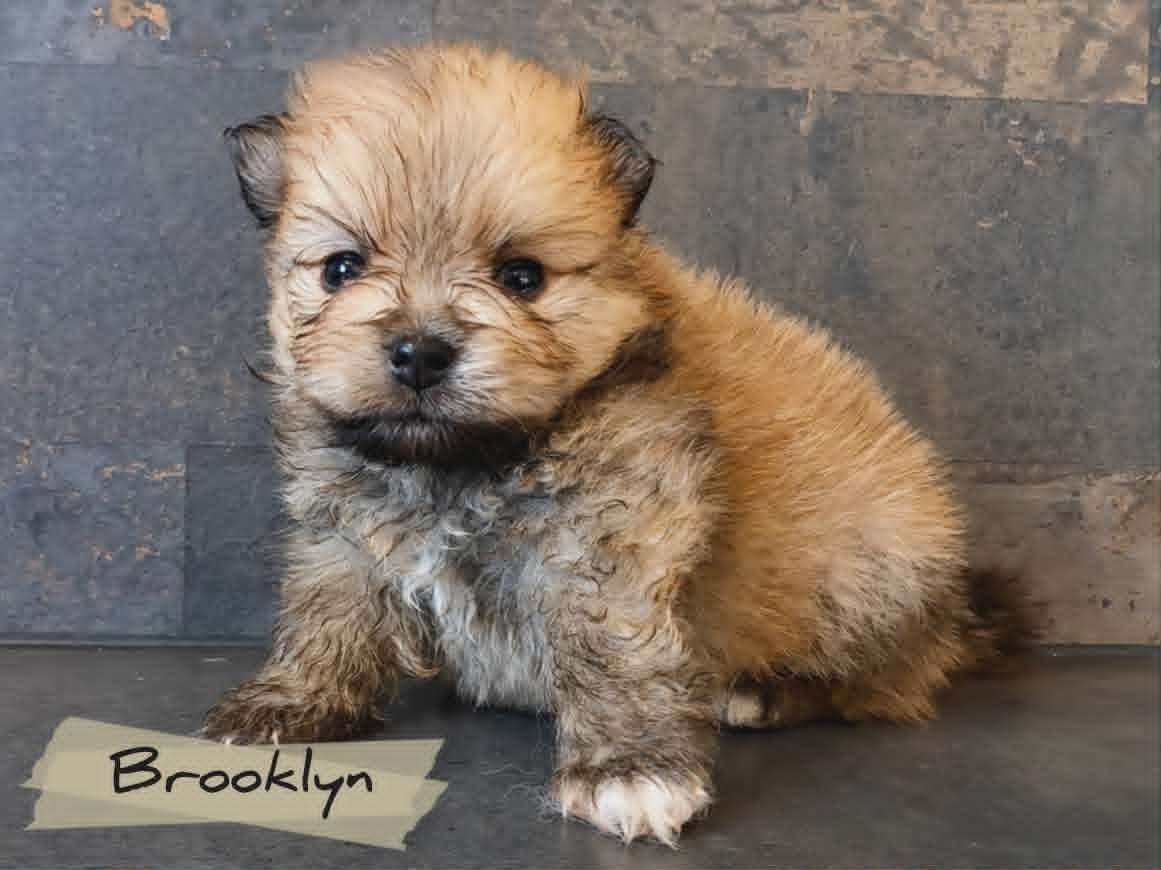 Du Mas De L'Astrada - Chiots disponibles - Spitz allemand